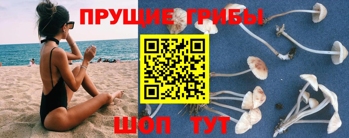 Соль-Илецк  Псилоцибиновые грибы мицелий  Вход с VPN 